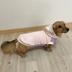 再販🐶犬服【バイカラー💕ハートのパーカー】