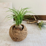 トックリラン　ポニーテール　ロープ模様　陶器鉢　観葉植物　インテリア　引越し祝い