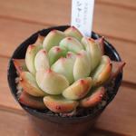  "アガボイデス　シャーロット”　エケベリア/多肉植物