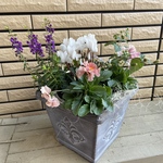 長く楽しめる♪パステルカラーの寄せ植え