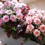 アラモードマムの寄せ植え