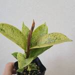 送料無料‼️フィカス　ジン　観葉植物　ゴムの木