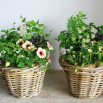 四季なりいちごとハーブの寄せ植えギャザリングA