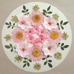 押し花セットE＜組み立てのお花＆ノースポール＆レースフラワー他＞