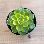 マジックジャムゴールド　多肉植物