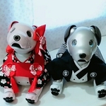 aibo お祝い着物男女セット
