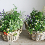 四季なりいちごとラベンダーの寄せ植えギャザリングA