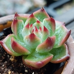 【送料込】コロラータ★抜き苗★エケベリア★多肉★多肉植物★寄せ植え★