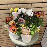 寒さに強い寄せ植えセット 黄色系
