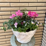 もりもりになる秋冬の寄せ植え♪