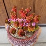 専用❤多肉植物❤トバレンシス トバル❤抜き苗❤少し傷あり