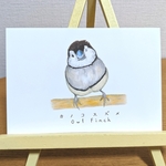 カノコスズメ 3枚組ポストカード