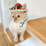 2022 クリスマスベル帽子