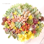 【特集掲載】【受注制作】  そのまま飾れる多肉植物 寄せ植え (土、鉢込み)     鉢 H(丸浅鉢タイプ)  母の日ギフトにも お祝い