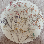かすみ草 押し花