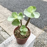 幹太め！　モロコエンシス　モロキニエンシス  2.5号