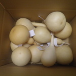 bunbun383様専用　乾燥ひょうたんセットⅡ