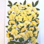 モッコウバラの押し花②