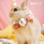 🎄クリスマスもこもこシュシュ(うさぎ用にも) あかしろ