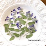  [ 押花素材175]  ハーブ　キャットミントの花