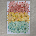 NO.833N ビタミンカラーの千鳥草mix／押し花素材