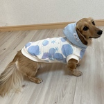 再販🐶犬服【あわ雪柄❄️Blueパーカー】