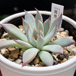 超レア品種！★青鬼 多肉植物 自家栽培 国産