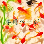 金魚鉢で泳ぐ金魚（大）　琉金１匹