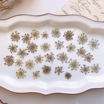 【押し花素材】レースフラワー　着色ブラウン　pressed flowers
