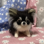 羊毛フェルト　チワワ