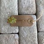 多肉ちゃんモチーフヘアピン(乙女心)b