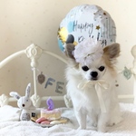 犬 ホワイト お花 フリル リボン ヘッドドレス ♡ 犬 帽子 猫 ペット 花冠 カチューシャ かぶりもの 誕生日 被り物 うちの子記念日 バースデー