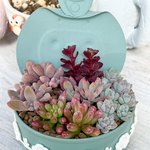 紅葉寄せ植え♡リメ缶ごと＊多肉植物