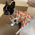 秋です♡犬服サイズオーダー★ブヒナルドワンピース中型犬小型犬フレンチブルドッグ服パグ服フレブル服ブヒマックマクドナルド