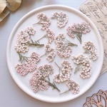  【押し花素材】ライスフラワー　薄ピンク　　pressed flowers