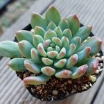 【送料込】ブルーエルフ★抜き苗★セデベリア★多肉★多肉植物★寄せ植え★