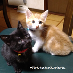 ちりめんまわし首輪（子猫＆成猫用）・赤色