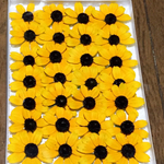 ⑥ macoronが作った姫ひまわりみたいな可愛い「タカオ」のドライフラワーです‼️