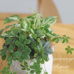 ❁greenの贈り物🌱𓂃 𓈒可愛いポトスとシュガーバインのmix✿お家時間を楽しく
