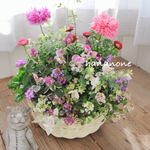 八重咲きアネモネピンクの寄せ植え