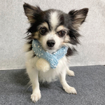 犬 水色 SSサイズ ニット ぽんぽん マフラー ♡‪ ブルー  猫 ペット ネックレス スタイ アクセサリー 首輪