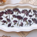【押し花素材】アストランティア　ワイン　pressed flowers