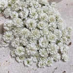 ドライフラワー かすみ草 55