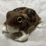 【オーダー品】カエルメジャー アメノフクラガエル