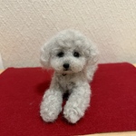 羊毛フェルト　トイプードルのシルバー　ミニサイズ