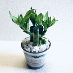 ハイドロカルチャー　キングバンブー　縁起の良い植物　メダカ　小石原焼　陶器　観葉植物