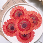 【押し花素材】ガーベラ　　pressed flowers