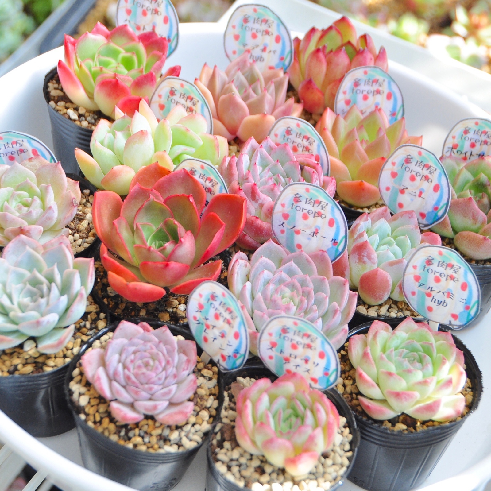 かわい子ちゃん葉挿し 子苗セット♡韓国苗 ぷっくり ピンク エケベリア レア多肉 かわい子ちゃん葉挿し 子苗セット♡韓国苗 ぷっくり ピンク エケベリア