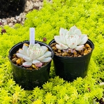 多肉植物　ミニ苗セット