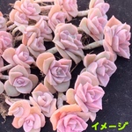 新入荷　エケベリア  ピンクラブリーローズ　双頭　抜き苗　1苗1300円